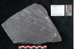Foto (Objekt + Etikett) von Sigillaria davreuxii Brongniart (NHMW-GEO-2024-0188-11088)